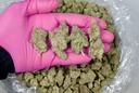 Kush Mintz Indoor
