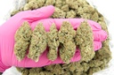 BUBBLE GUM