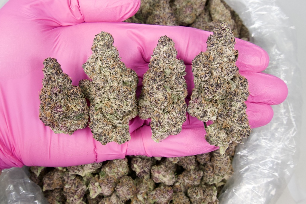 Granddaddy Purple Indoor