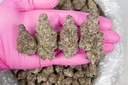Granddaddy Purple Indoor
