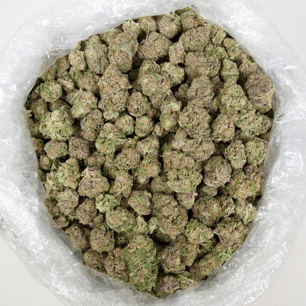 Purple Cream Indoor