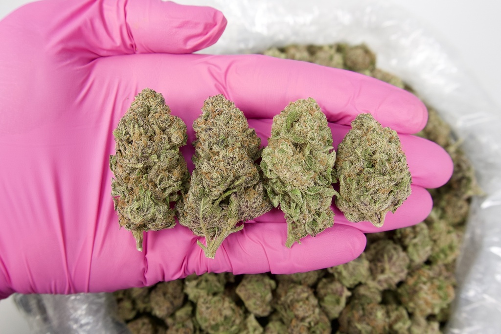 Purple Cream Indoor