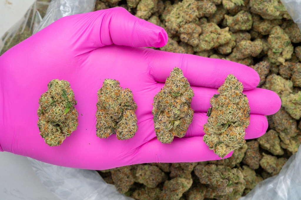 Apple Sherbet Indoor