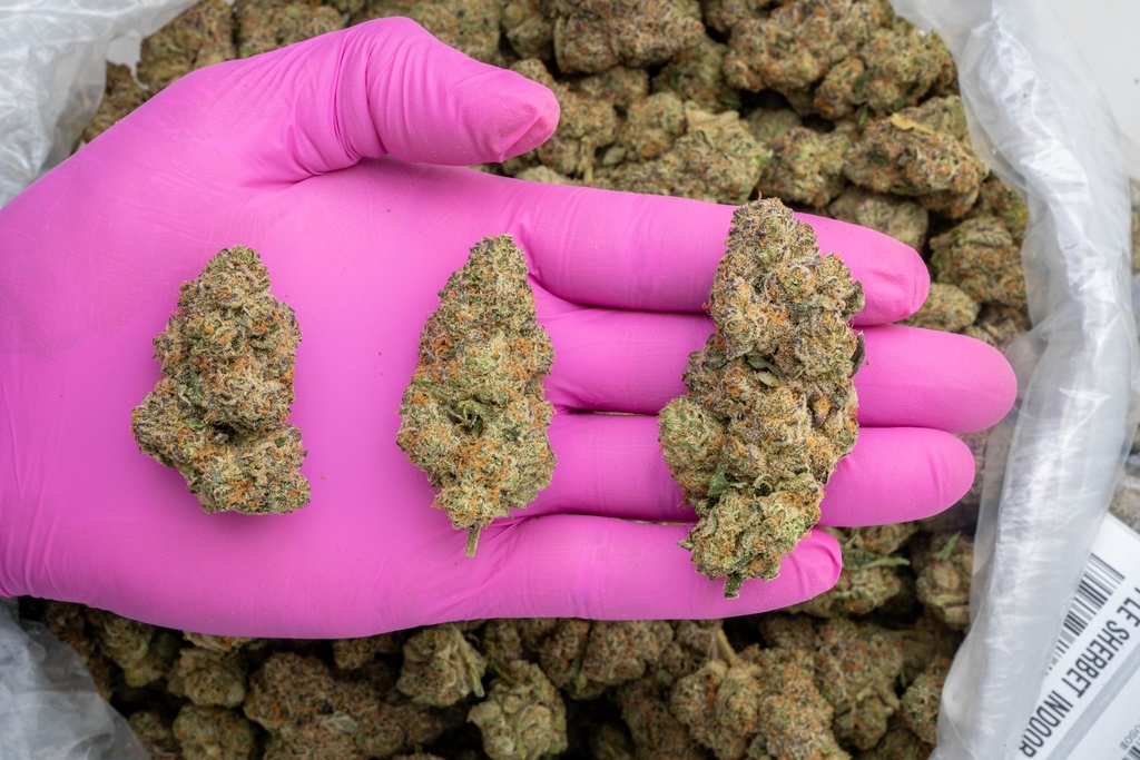 Apple Sherbet Indoor