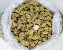 Apple Sherbet Indoor