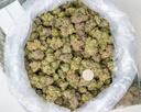 Watermelon Zkittles Indoor