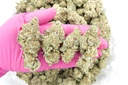Purple Urkle Indoor