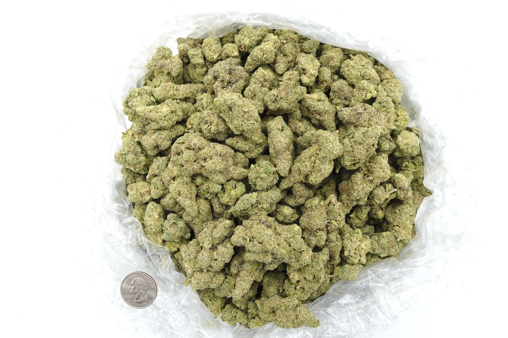 Purple Champagne Indoor