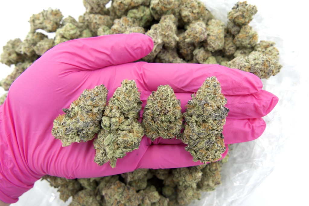 Hawaiian Snow Indoor