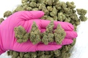 Galactic Jack Indoor