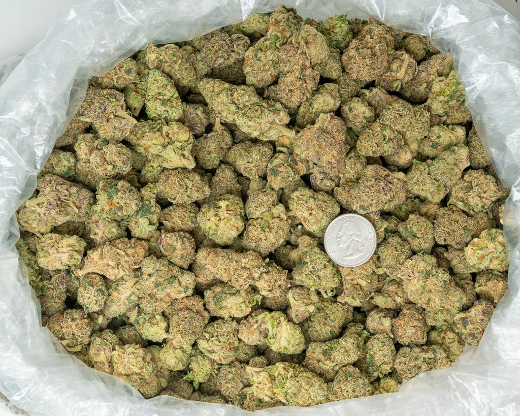 Candy Glue Indoor