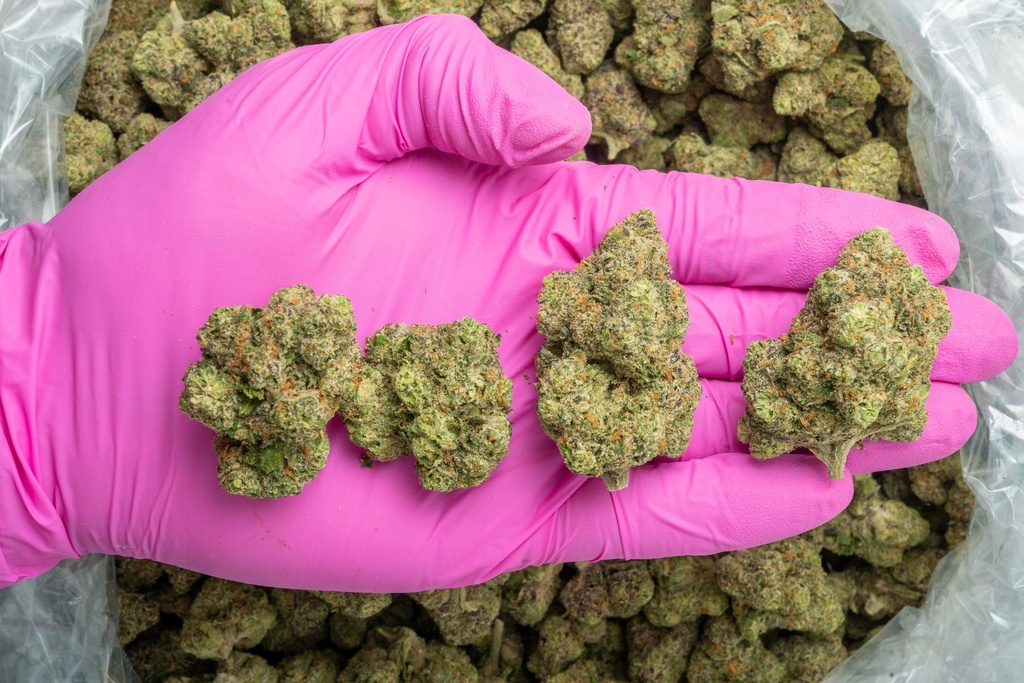 Candyland Indoor