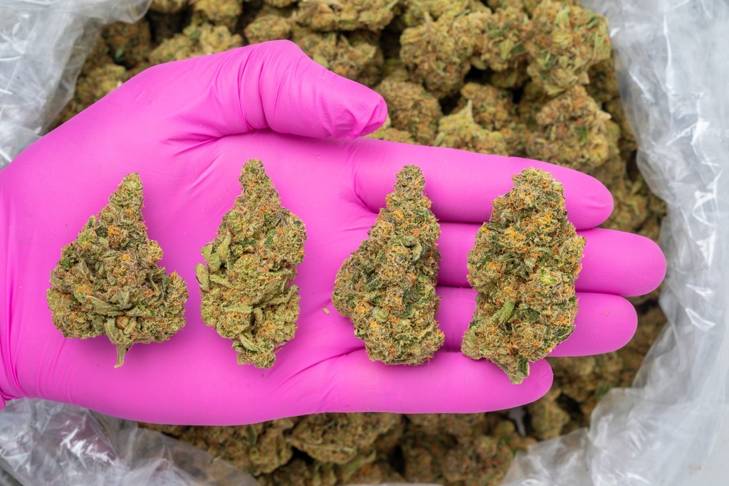 Agent Orange Indoor