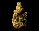 Agent Orange Indoor