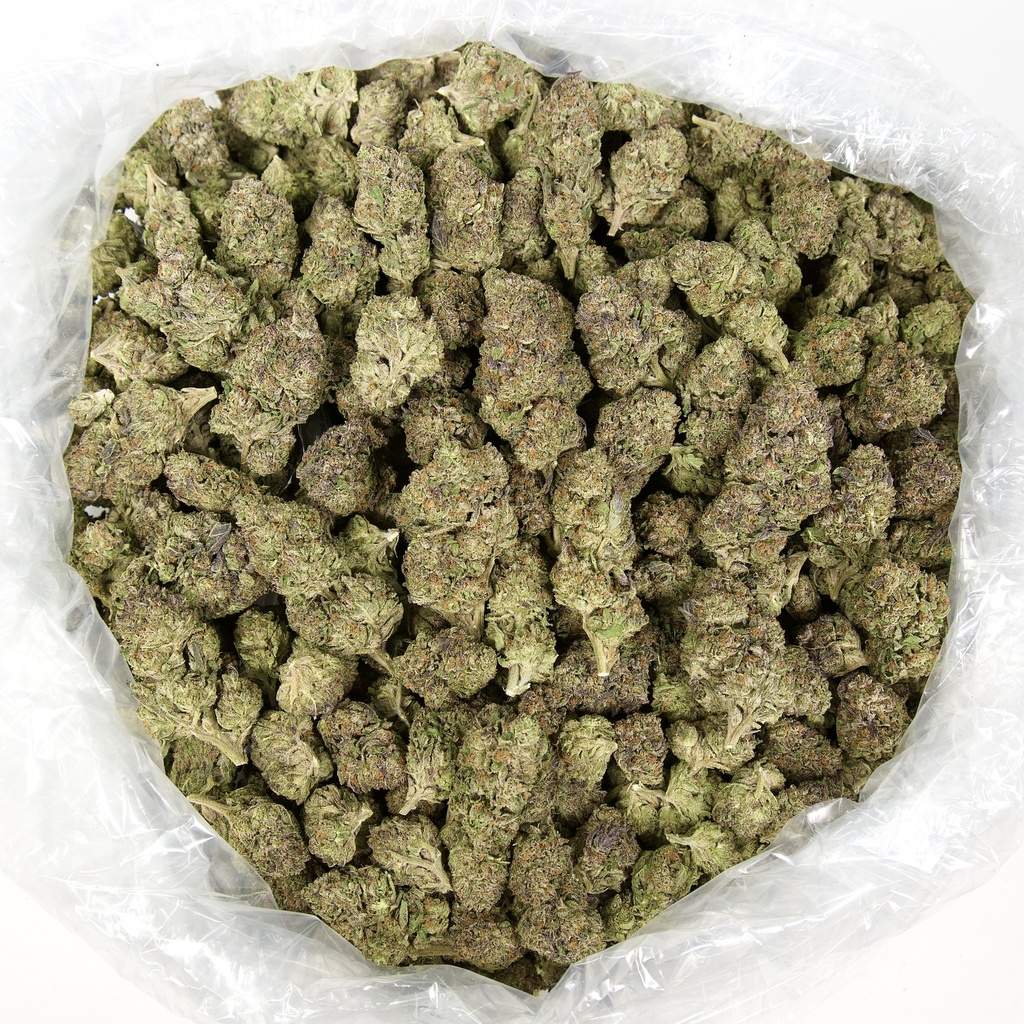 Gelato #41