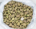 Stardawg Guava Indoor