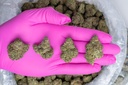 Stardawg Guava Indoor