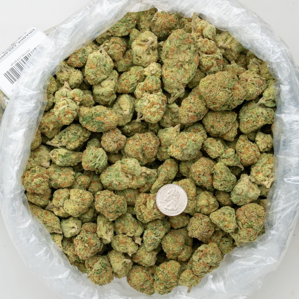 Orange Creamsicle Indoor