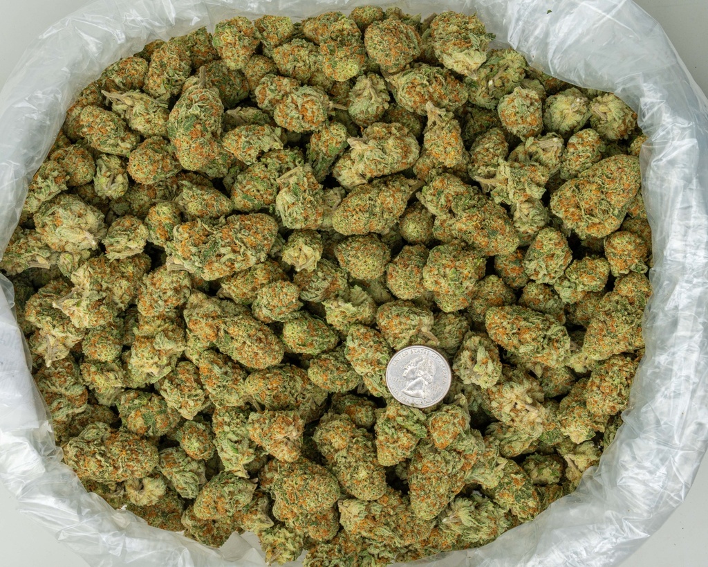 Orange Creamsicle Indoor