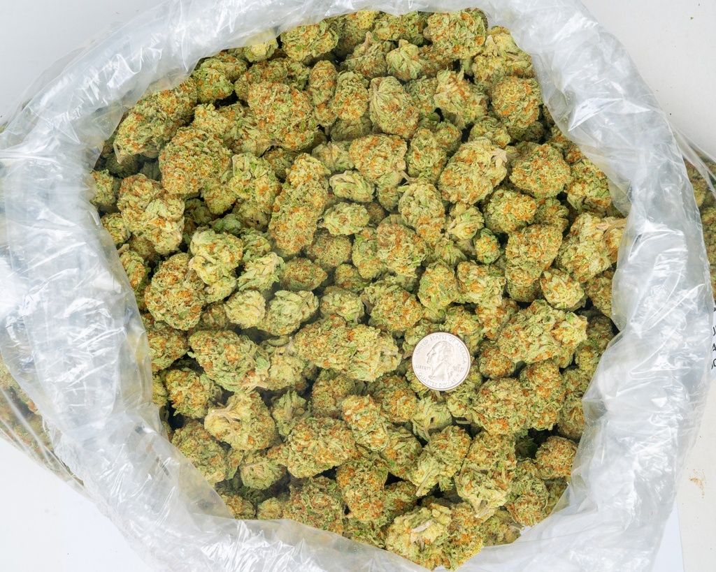 Orange Creamsicle Indoor
