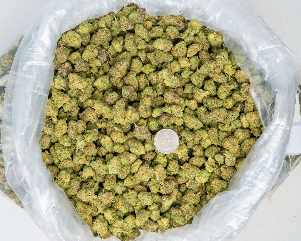 Apple Sherbet Indoor Mediums 