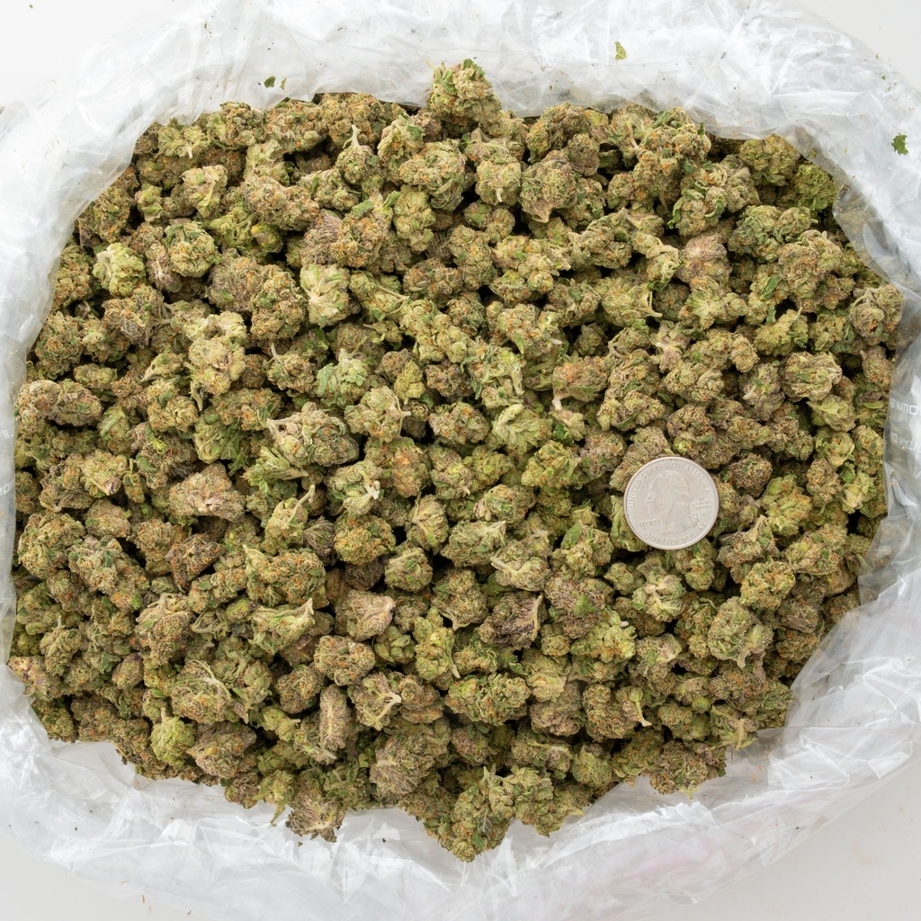 Coco-Lato Indoor Smalls