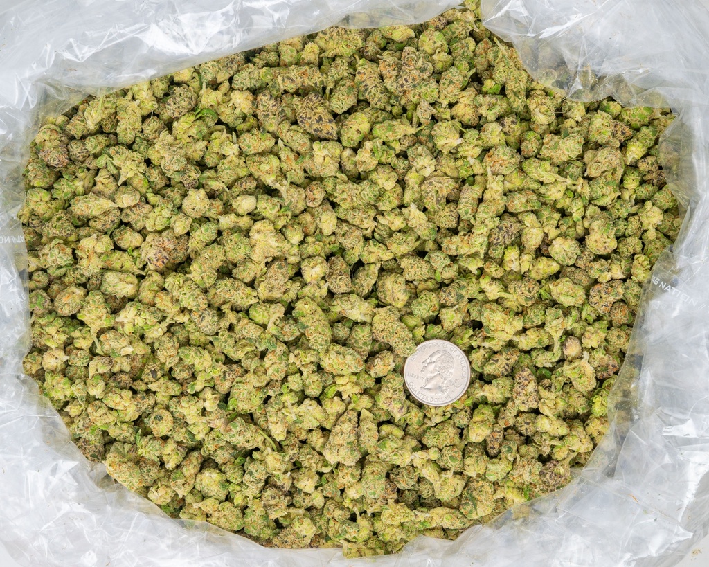 LA Pop Rocks Indoor Smalls