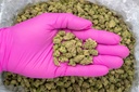 LA Pop Rocks Indoor Smalls