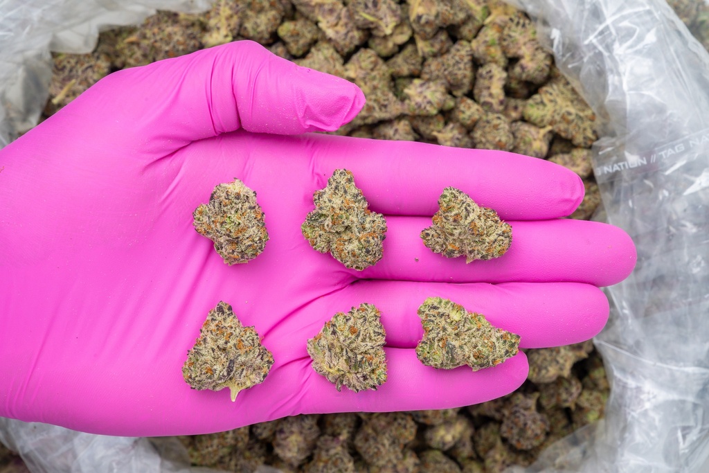 White Truffle Indoor Mediums