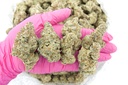 Black Domina Indoor