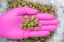 Candyland Indoor Smalls