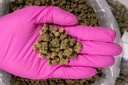Sour Diesel Smalls