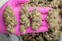 White Truffle Indoor