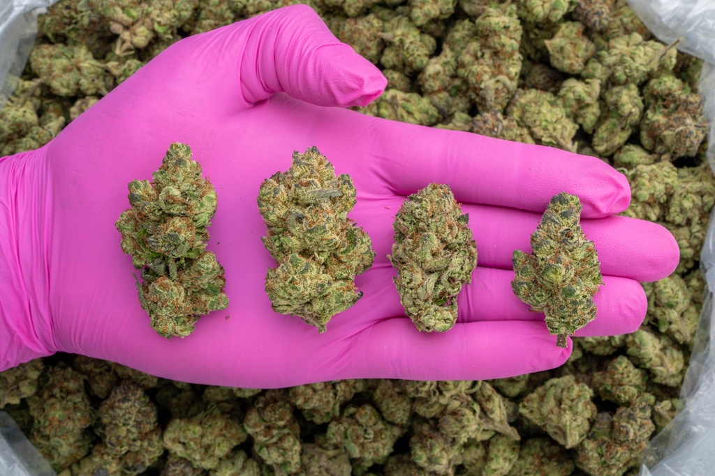 Lemon Cherry Gelato Indoor