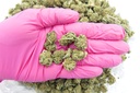 Diesel Smalls (CBD)