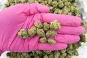 Gelato Mediums