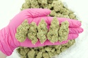 Red Bullz Indoor