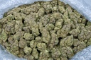 GUSH MINTZ INDOOR