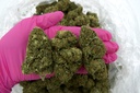 Skywalker (CBD)
