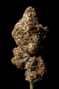 White Truffle Indoor