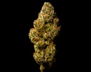 Lemon Cherry Gelato Indoor