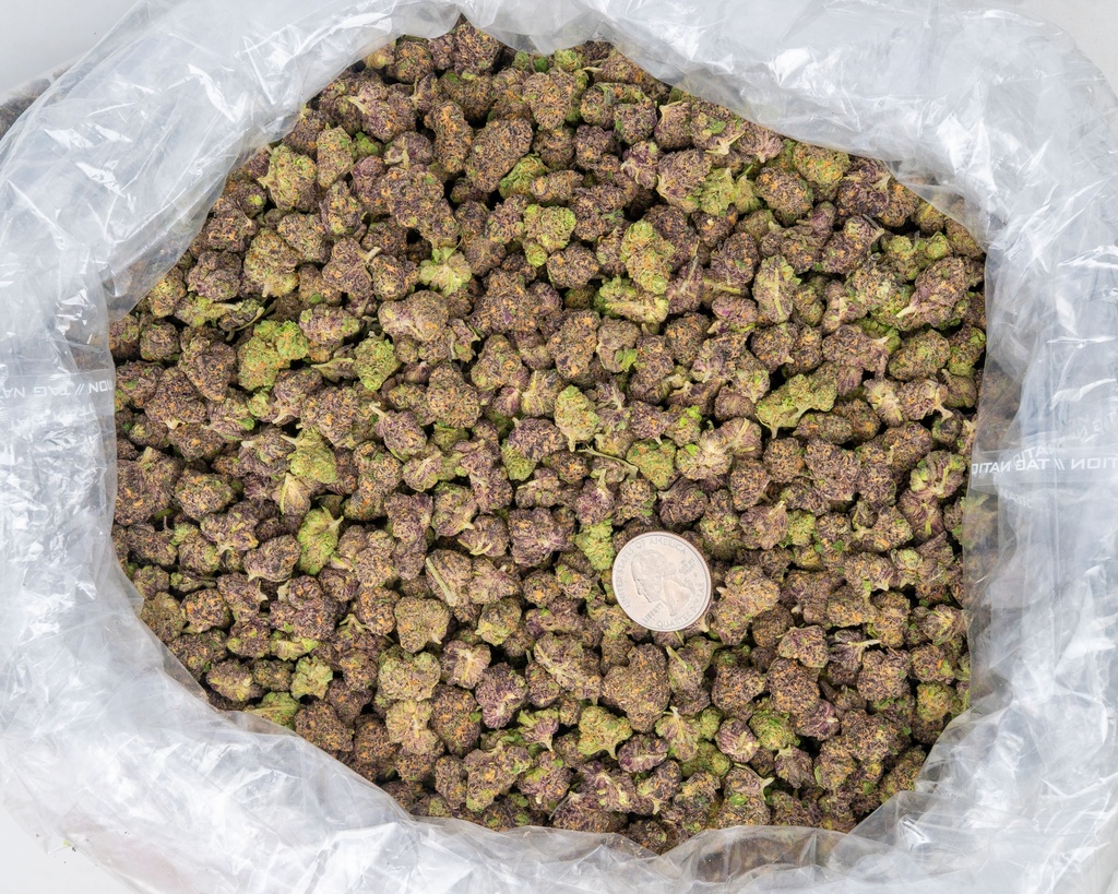 Toxic Punch Indoor Smalls