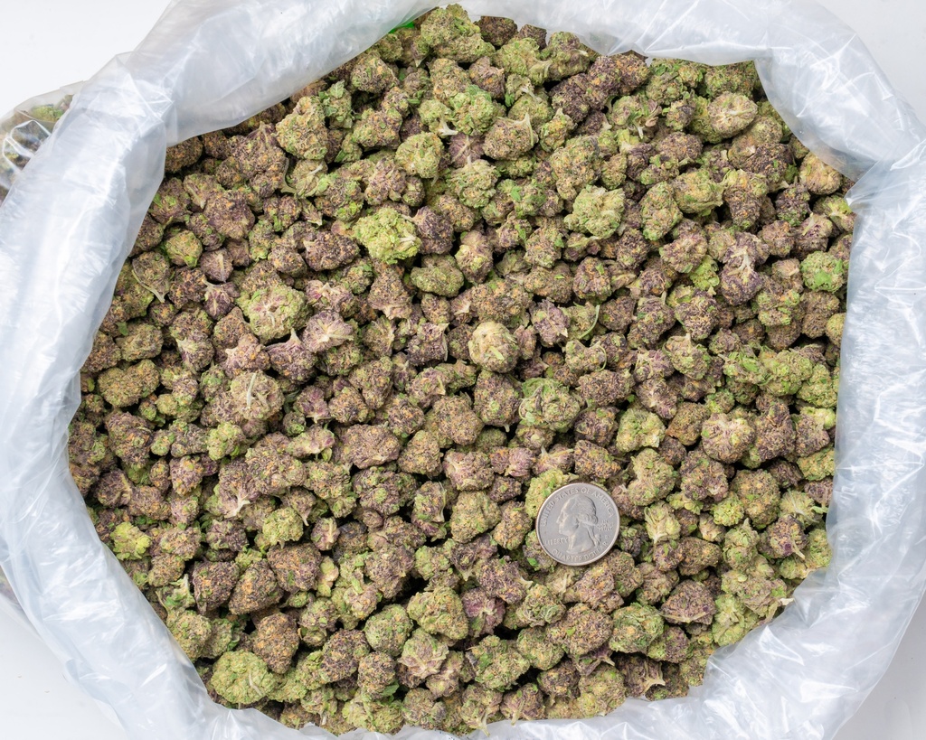 Toxic Punch Indoor Smalls