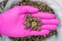 Toxic Punch Indoor Smalls