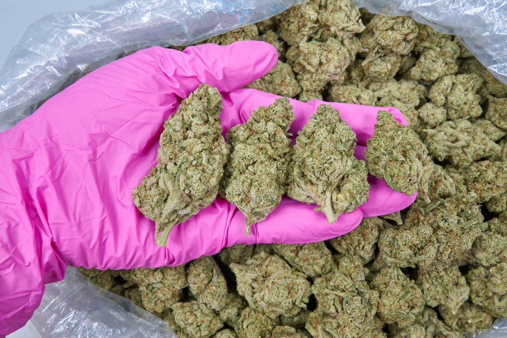 JEALOUSY X KUSH INDOOR