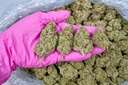 JEALOUSY X KUSH INDOOR