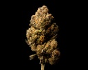 Black Runtz Indoor