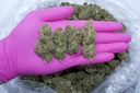 Diesel (CBD) 