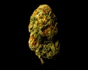 Orange Creamsicle Indoor
