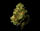 Gelato #41 Indoor Smalls